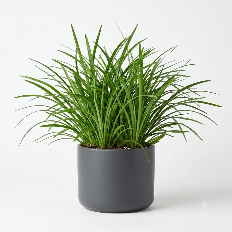 Liriópoles Verde